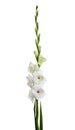 fresh gladiolus flowers on white background
