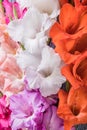 Fresh Gladiolus Flowers on Wooden Backdrop