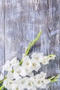 Fresh Gladiolus Flowers on Wooden Backdrop