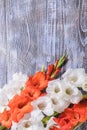 Fresh Gladiolus Flowers on Wooden Backdrop