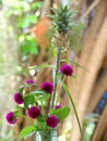 Fresh Globe Amaranth flower and dwarf pineapple in the glass bot