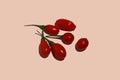 Fresh Goji berries on beige background. Healthy antiage superfood. Royalty Free Stock Photo