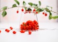 Fresh Goji berries in transparent glass. Healthy antiage superfood.