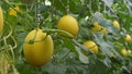 Fresh Golden Alisha Melon at Green House Royalty Free Stock Photo