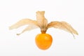 Fresh golden cape gooseberry, physalis Royalty Free Stock Photo