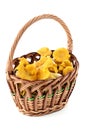 Fresh golden chanterelle mushrooms in basket Royalty Free Stock Photo
