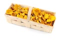 Fresh golden chanterelle mushrooms in basket Royalty Free Stock Photo