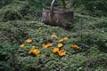 Fresh golden chanterelle mushrooms on green moss Royalty Free Stock Photo
