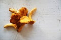 Fresh golden chanterelles on light grey background top view Royalty Free Stock Photo
