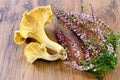 Fresh golden chanterelles mushroom on wooden table background Royalty Free Stock Photo