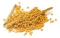 Fresh golden mustard Royalty Free Stock Photo