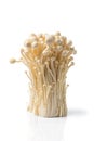 Fresh golden needle mushroom or enoki isolated on white