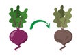 Fresh good and bad rotten beet isolated