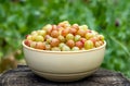 Fresh gooseberries in beige bowl on wood stump on nature green background Royalty Free Stock Photo