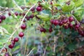 Fresh gooseberries on a branch of gooseberry bush. Gooseberry in