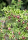 Fresh gooseberries on branch of gooseberry bush in the fruit garden organic growing