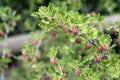 Fresh gooseberries on branch of gooseberry bush in the fruit garden organic growing