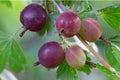 Fresh gooseberries on a branch of gooseberry bush with sunlight Royalty Free Stock Photo