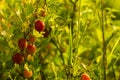 Fresh gooseberries on a branch of gooseberry bush with sunlight. Royalty Free Stock Photo