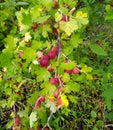 Fresh gooseberries on a branch of gooseberry bush with sunlight. Gooseberry in the fruit garden Royalty Free Stock Photo