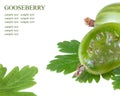 Fresh gooseberries on a white Royalty Free Stock Photo