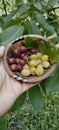 Fresh Gooseberries from your own garden Royalty Free Stock Photo