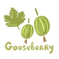 Fresh gooseberry berries or fruits. Organic food gooseberries on white background. Vector hand drawn illustrations