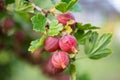 Fresh gooseberry on a branch of a gooseberry Bush in the garden