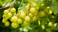 Fresh gooseberry on a branch of a gooseberry Bush in the garden. Close-up view. generative ai