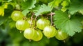 Fresh gooseberry on a branch of a gooseberry Bush in the garden. Close-up view. generative ai