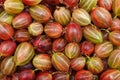 The fresh gooseberry crop. The red and green berries with waterdrops. Royalty Free Stock Photo