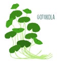 Fresh gotukola leaf in withe backgruond