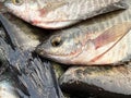 fresh Gourami fish on the market