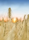 Fresh grain field with sunset