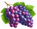 Fresh Grape Bunch with Green Leaves Isolated on White Background Studio Lighting Royalty Free Stock Photo