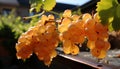 Fresh grape bunches hanging on vineyard branches in autumn generated by AI Royalty Free Stock Photo