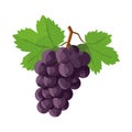 Fresh grape bunches ripe