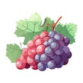 Fresh grape bunches ripe for winemaking season