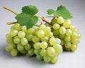 Fresh grape Royalty Free Stock Photo