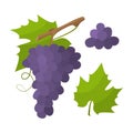 Fresh grape with leaf in cartoon style. Vector whole and parts sweet grape isolated on a white background Royalty Free Stock Photo