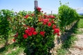 Fresh grape vineyards on the Langhe hills, Piedmont, Italy Royalty Free Stock Photo