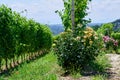 Fresh grape vineyards on the Langhe hills, Piedmont, Italy Royalty Free Stock Photo