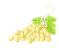 Fresh grapes