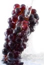 Fresh grapes Royalty Free Stock Photo