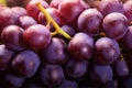 Fresh grapes background. Fruit market