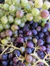 Fresh Grapes in Crete Greece Royalty Free Stock Photo