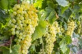 Fresh grapes field vineyard. Royalty Free Stock Photo