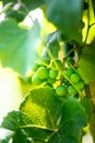 Fresh grapes in garden - Struguri verzi in gradina Royalty Free Stock Photo