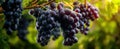 The Fresh Grapes Glistening in Morning Sunlight on the Vine.AI generated image Royalty Free Stock Photo
