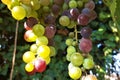 Fresh grapes in the vineyard Royalty Free Stock Photo